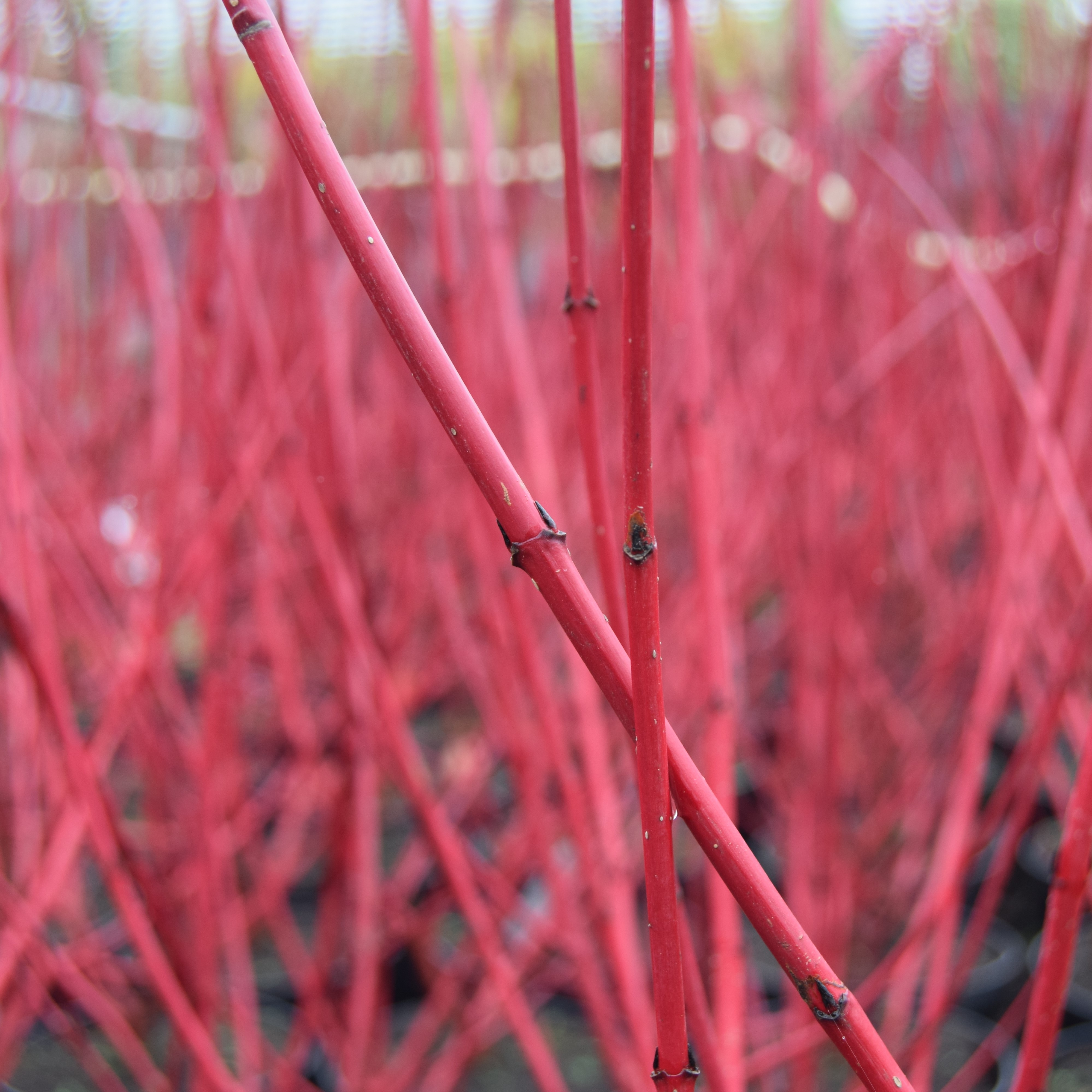 Cornus alba 'Sibirica'